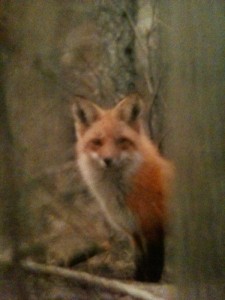 grump fox