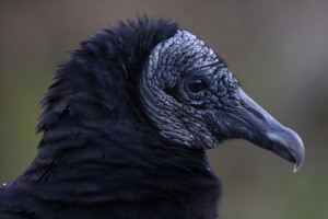 J. Shauger Vulture