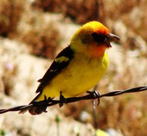 Western Tanager - Abe Zion
