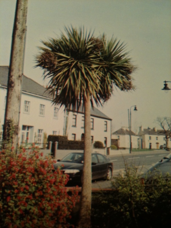 irish palm