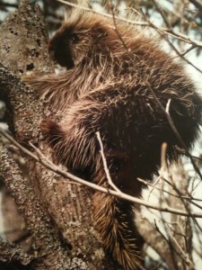 porcupine.Iphone