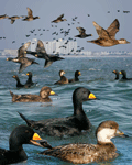 black_scoter