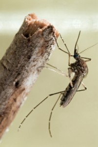 "Aedes vexans"
