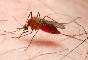 "Anopheles" - The Malaria mosquito