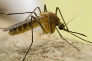  A "Culex" house mosquito you don't want in the house