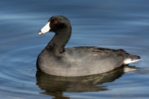 Cold Coot