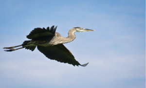 Blue heron in flight.