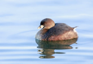 Picture of a grebe floating on a lake.