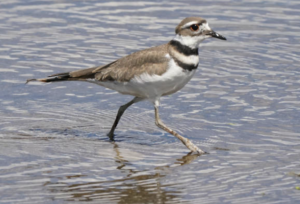 A Killdeer bird walking in shallow water.